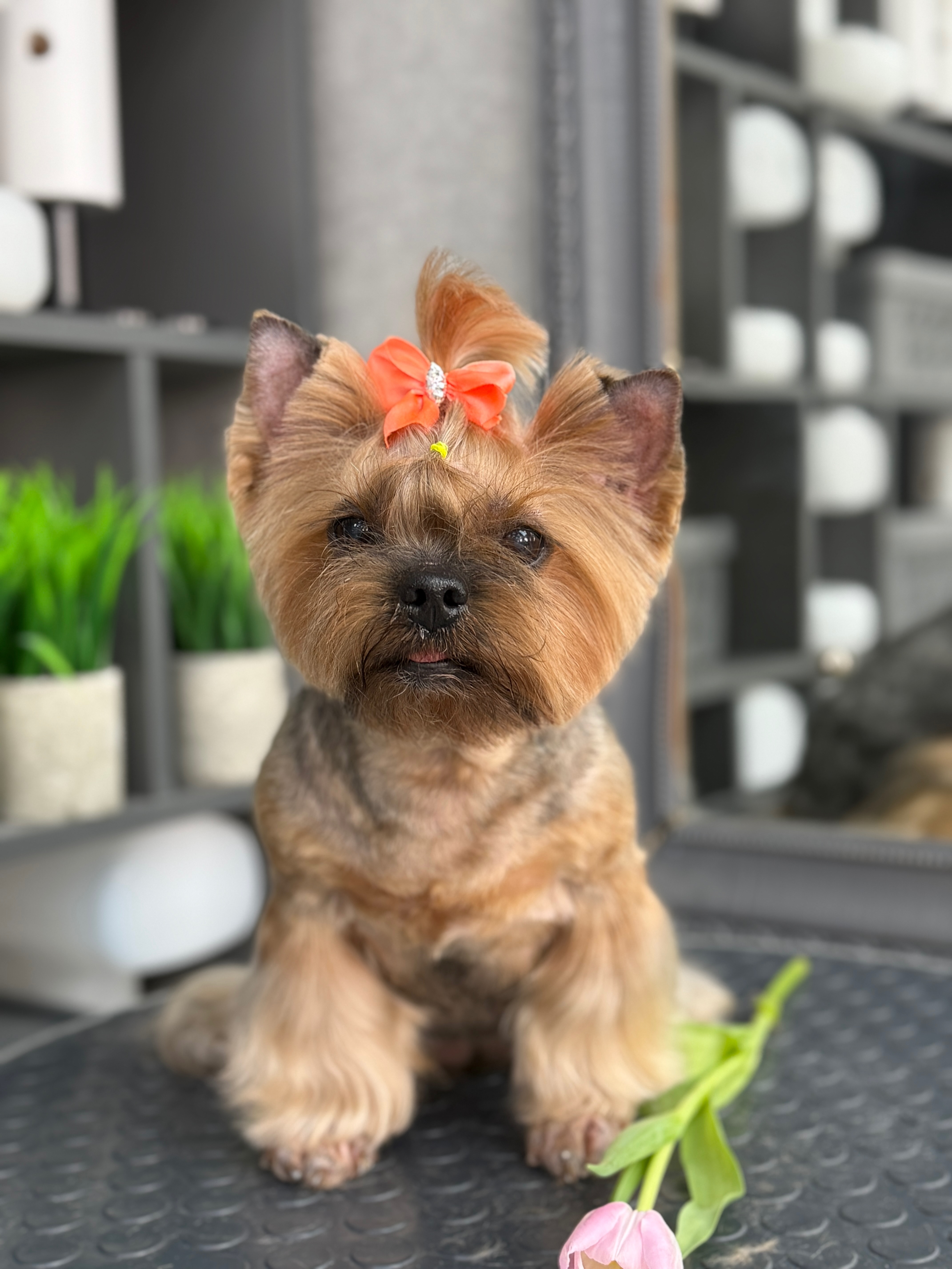 Работа груминг-салона Bonshery