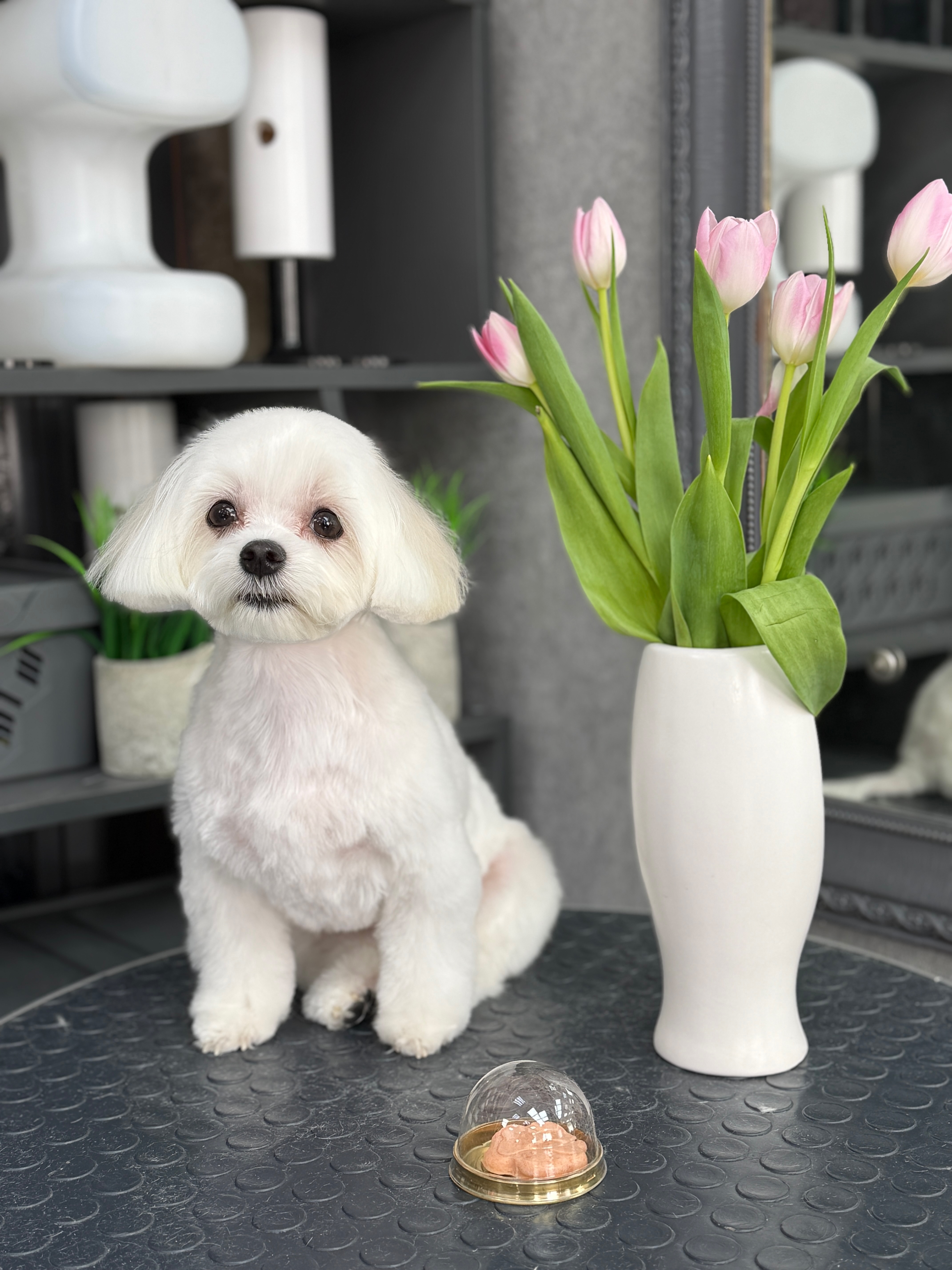 Работа груминг-салона Bonshery