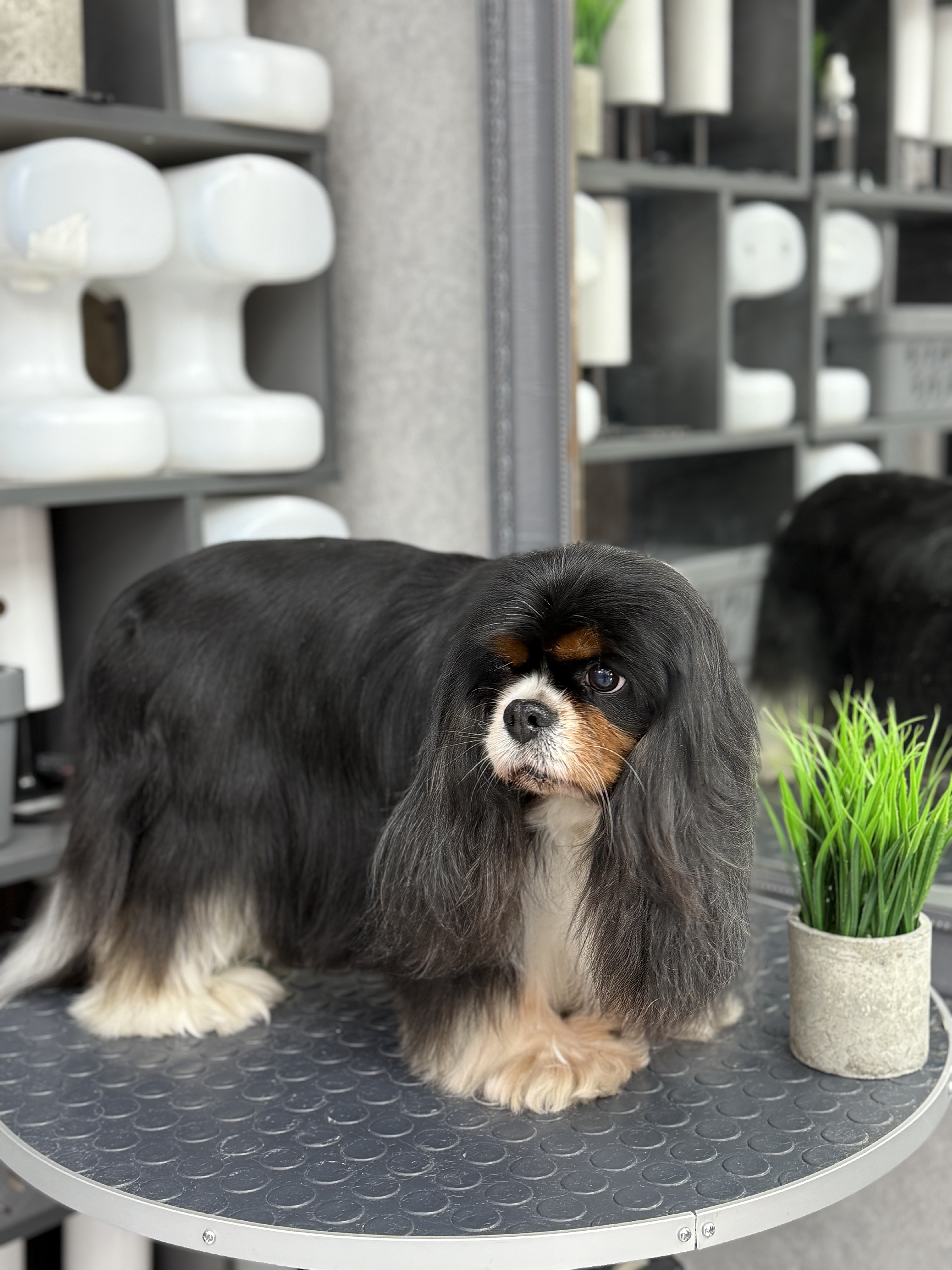 Работа груминг-салона Bonshery