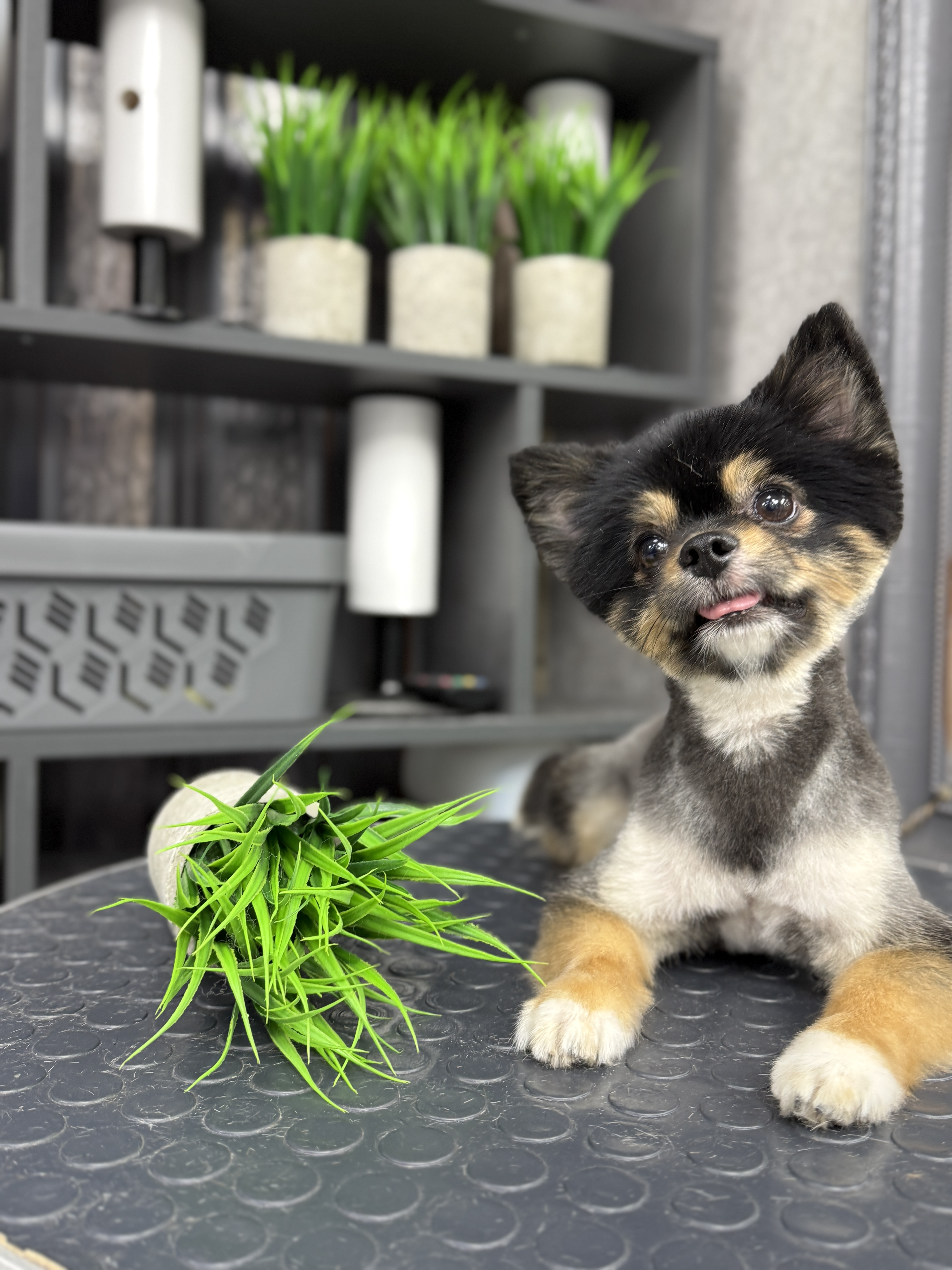 Работа груминг-салона Bonshery