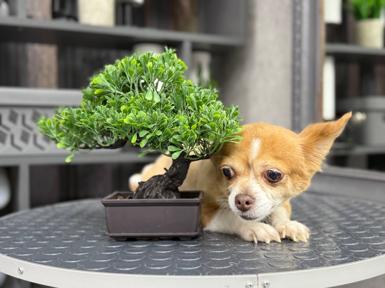 Работа груминг-салона Bonshery