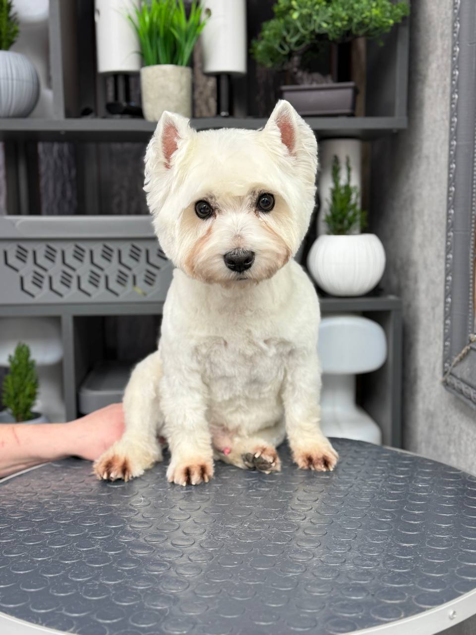 Работа груминг-салона Bonshery